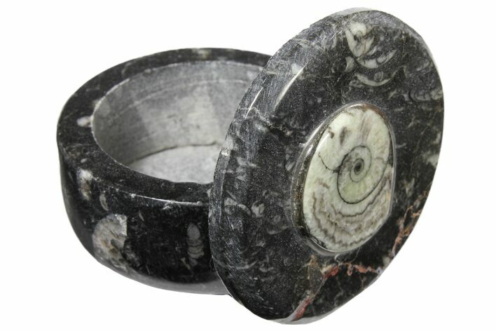 Small Fossil Goniatite Jar (Black) - Stoneware #123562